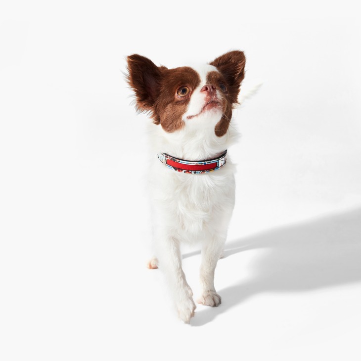 Louboutin dog collar discount